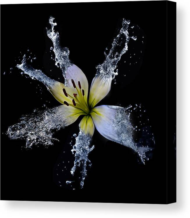 Flower Canvas Print featuring the photograph Splish Splash by Lori Hutchison