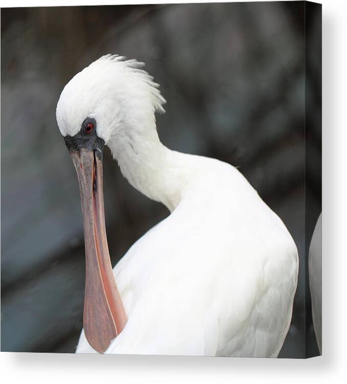 Spoonbill Canvas Print featuring the photograph Spoonbill by Jackie Russo