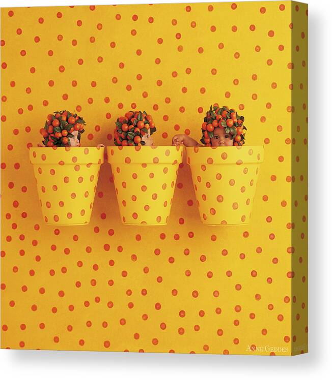 Orange Canvas Print featuring the photograph Spotted Pots by Anne Geddes