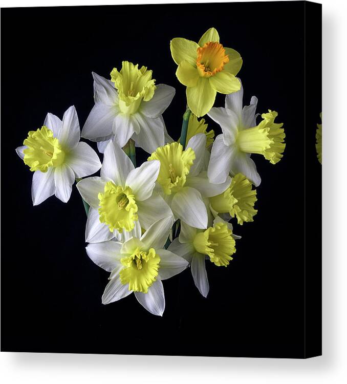 Daffodils Canvas Print featuring the photograph Spring Bouquet by Don Spenner