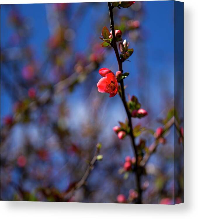 Flower Canvas Print featuring the photograph Spring by Lora Lee Chapman