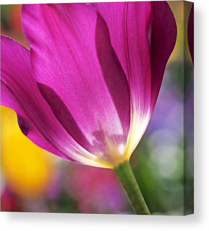 Tulip Canvas Print featuring the photograph Spring Tulip - Square by Rona Black