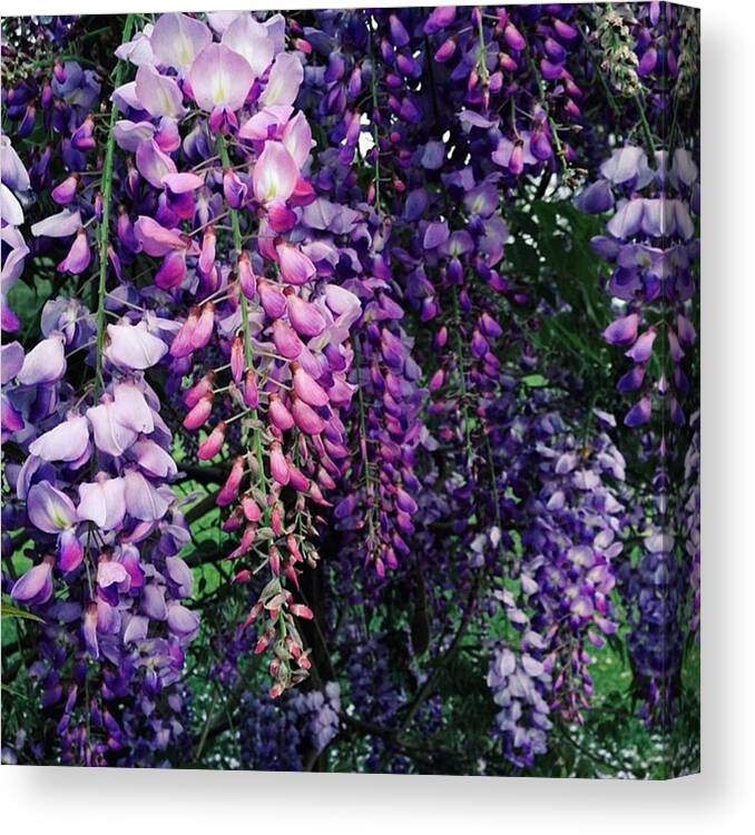  Canvas Print featuring the photograph Spring You Are A Beauty ❀ by Kristen Holbrook