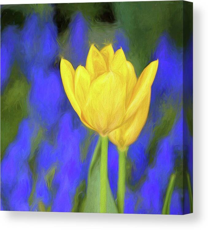 Tulips Canvas Print featuring the mixed media Springtime Yellow Tulips Painterly by Carol Leigh