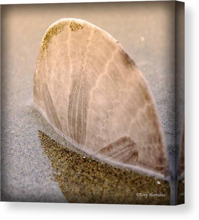Sand Dollar Canvas Print featuring the photograph Standing in the Glow by Roxy Hurtubise