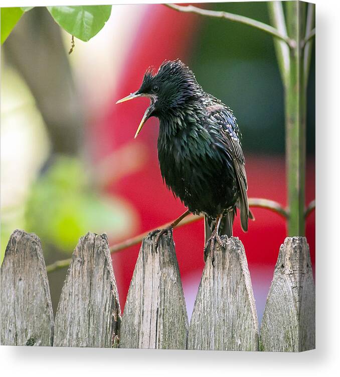 Starling Canvas Print featuring the photograph Still Squawking by Cathy Kovarik