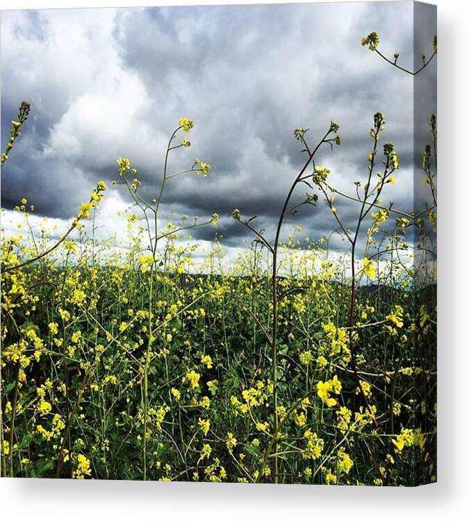 Life Canvas Print featuring the photograph Stunned #yellow #flowers #field #storm by Kathleen Dowling