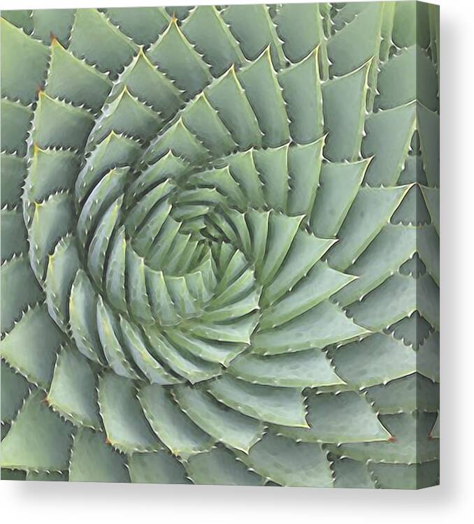 Succulents Canvas Print featuring the digital art Succulent 1 by David Hansen
