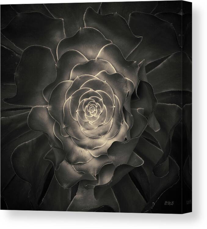 Plant Canvas Print featuring the photograph Succulent I Toned by David Gordon