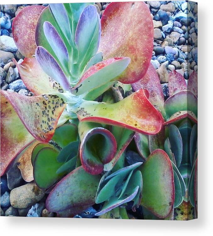 Succulents Canvas Print featuring the digital art Succulents #1 by Scott S Baker