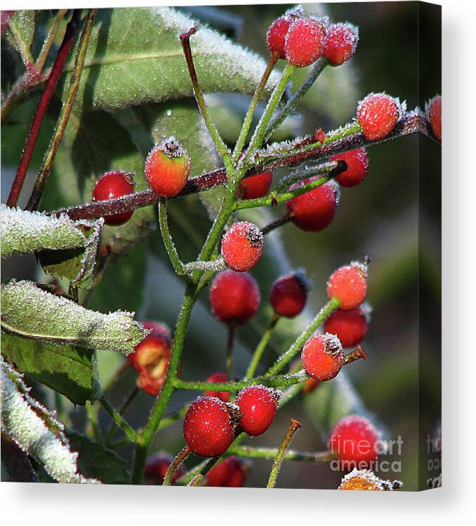 In Focus Canvas Print featuring the photograph Sugar Coated by Deborah Johnson