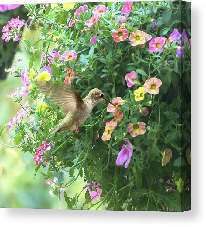 Hummingbird Canvas Print featuring the photograph Summer Flowers by Angie Vogel