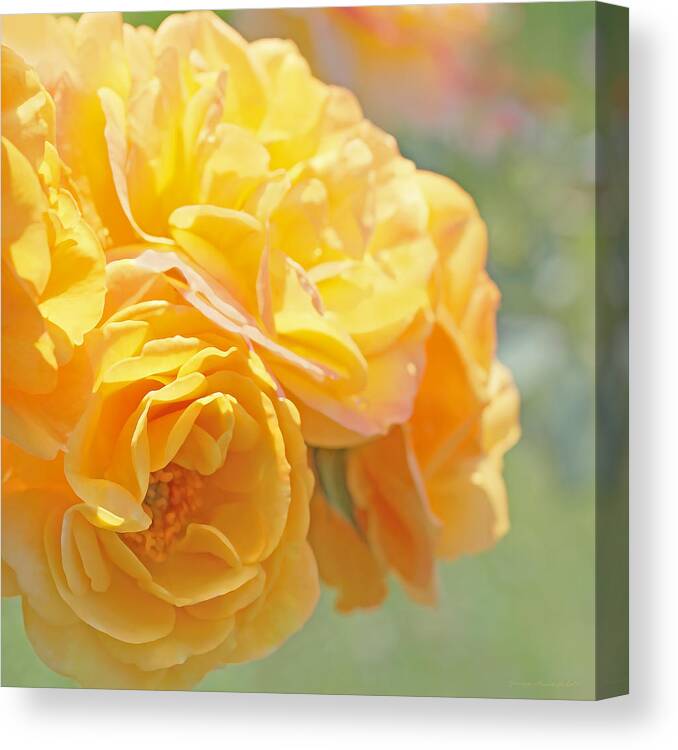 Rose Canvas Print featuring the photograph Golden Yellow Roses in the Garden by Jennie Marie Schell