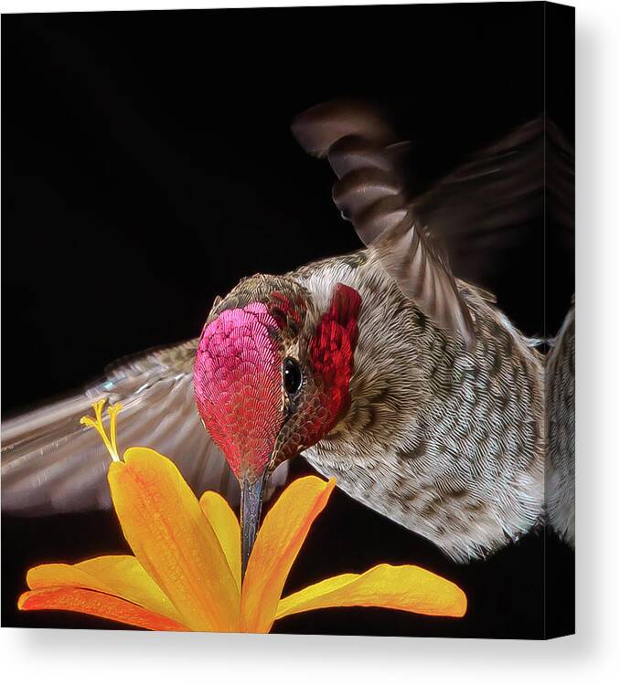 Animal Canvas Print featuring the photograph Summer Sipping by Briand Sanderson