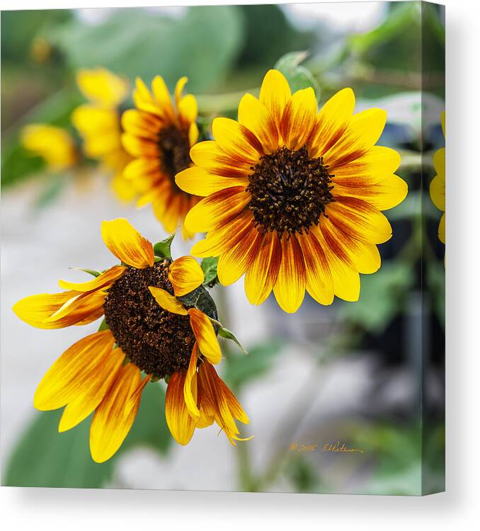 Heron Heaven Canvas Print featuring the photograph Sun Flowers In Bloom by Ed Peterson