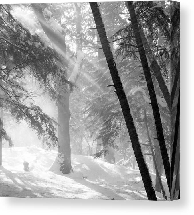 Snow Canvas Print featuring the photograph Sun Rays In Falling Snow by John Harmon