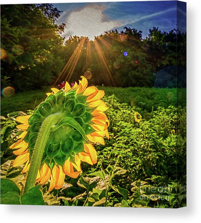 Sunflowers Canvas Print featuring the photograph Sunburst over sunflower by Izet Kapetanovic