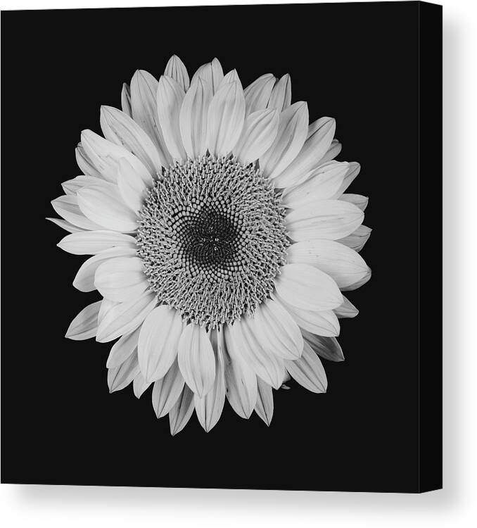 Sunflower Canvas Print featuring the photograph Sunflower #10 by Desmond Manny
