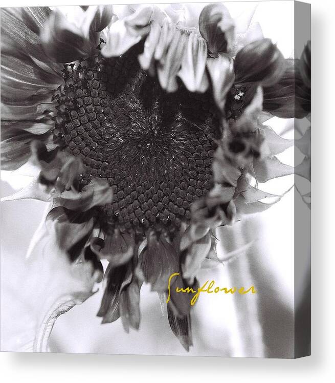 Flower Canvas Print featuring the photograph Sunflower by AnnaJanessa PhotoArt