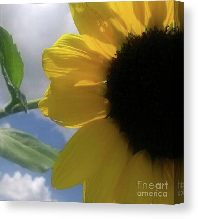 Flowers Canvas Print featuring the photograph Sunflower by Beverly Elliott