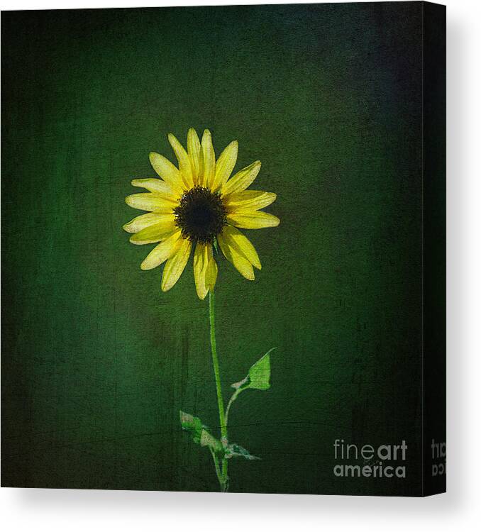 Sunflower Canvas Print featuring the photograph Sunflower by Diane Macdonald