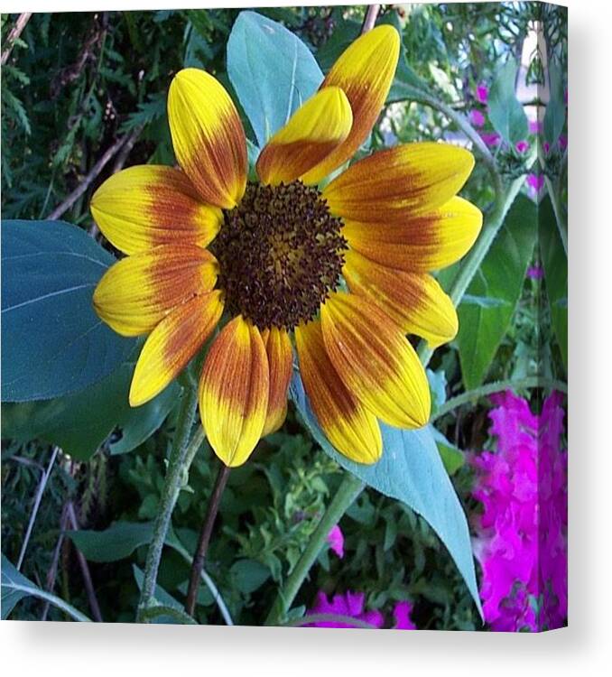  Canvas Print featuring the photograph Sunflower by Stephanie Piaquadio