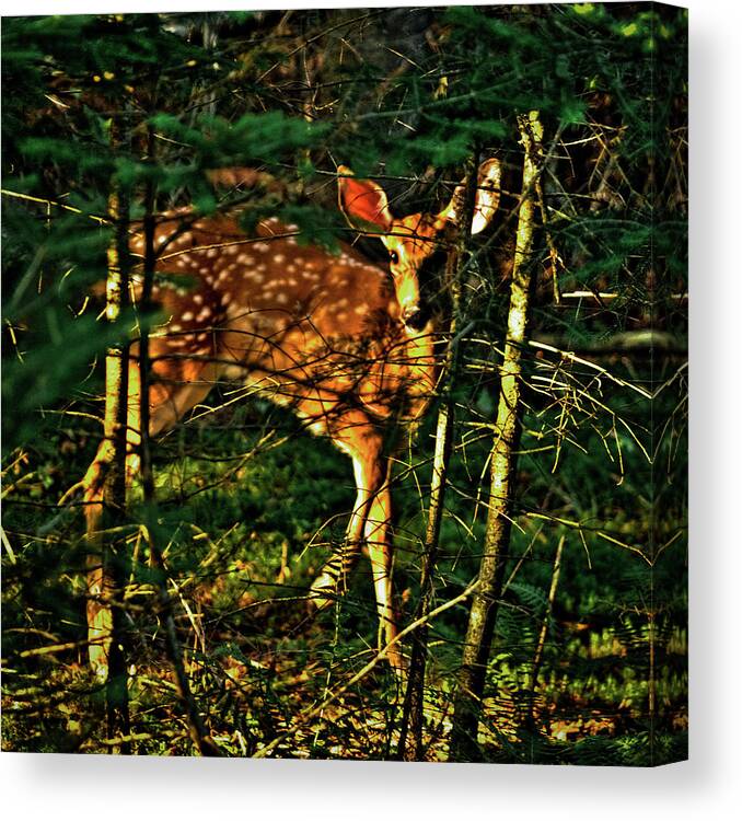 Sunlit Fawn Canvas Print featuring the photograph Sunlit Fawn by David Patterson