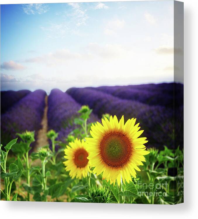 Lavender Canvas Print featuring the photograph Sunrise over Sunflower and Lavender Field by Anastasy Yarmolovich