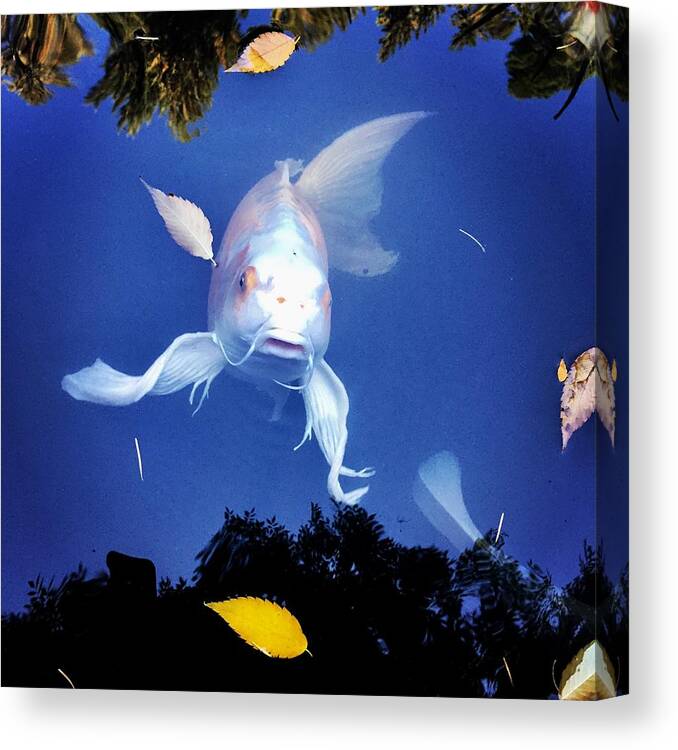 Coy Fish Zen Canvas Print featuring the photograph Supercoy by Lauren Serene