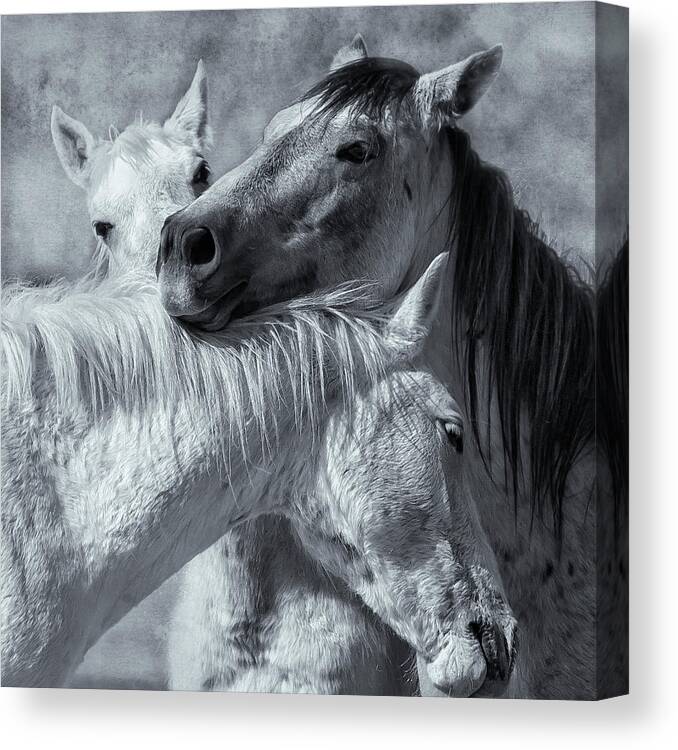 Wild Horses Canvas Print featuring the photograph Surrounded by Love BW by Belinda Greb