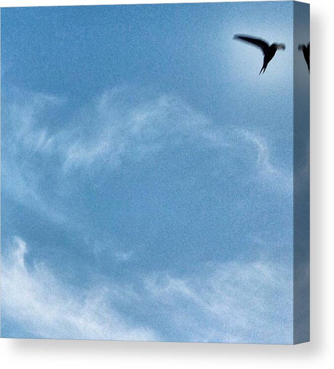 Blue Canvas Print featuring the photograph #swallow #bird #birdwatching by Michele Stuppiello