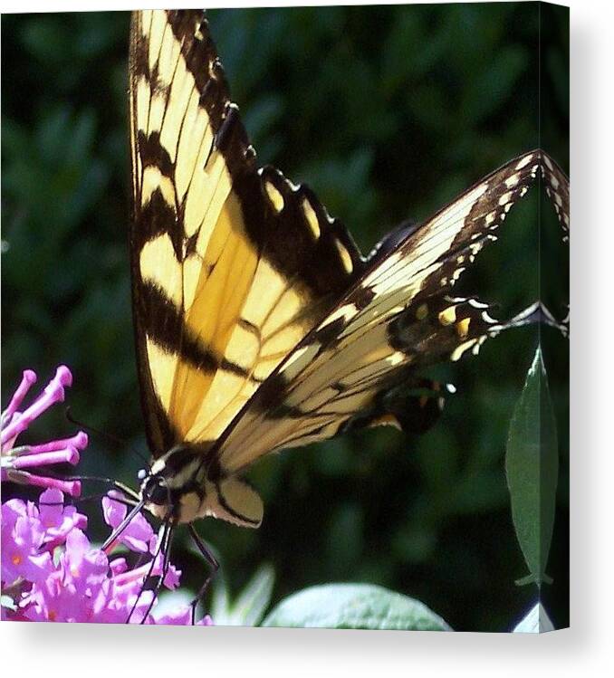 Swallowtail Butterfly Yellow Purple Flower Canvas Print featuring the photograph Swallowtail 2 by Anna Villarreal Garbis