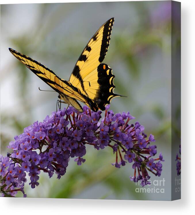 Swallowtail Canvas Print featuring the photograph Swallowtail 2 by Edward Sobuta