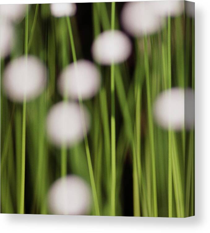 Flowers Canvas Print featuring the photograph Swamp Flowers by Rod Kaye