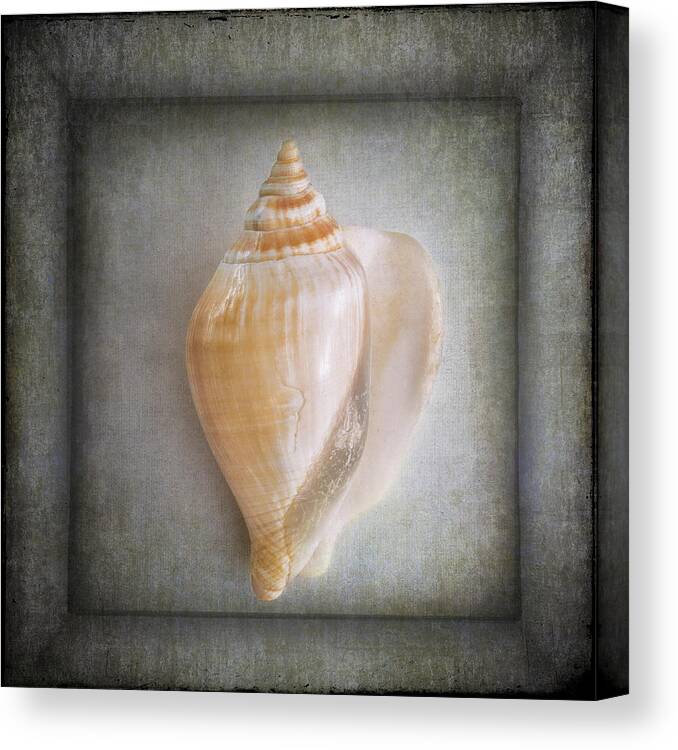 Fine Art Photography Canvas Print featuring the photograph Swan Conch by John Strong