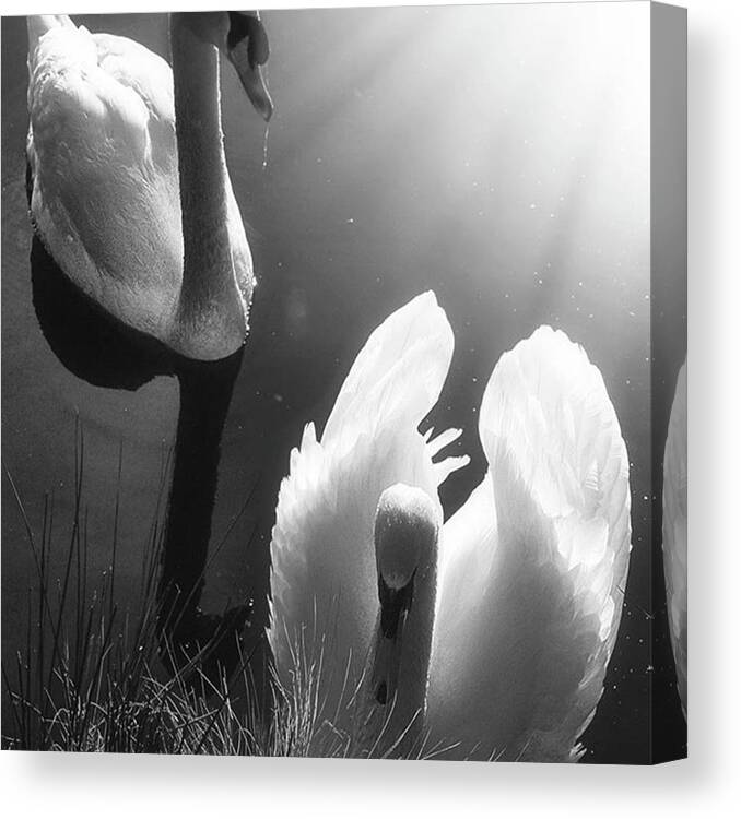 Swan Canvas Print featuring the photograph Swan Lake In Winter - Kingsbury Nature by John Edwards
