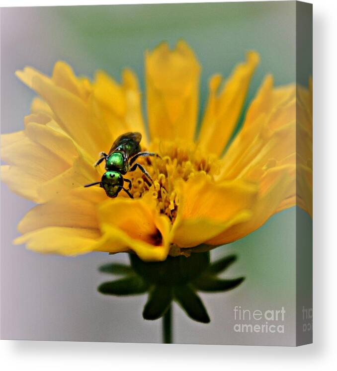 Bee Canvas Print featuring the photograph Sweat Bee by Dani McEvoy