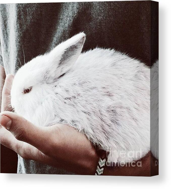 Bunny Canvas Print featuring the photograph Sweet Bunny Love by Sharon Mau