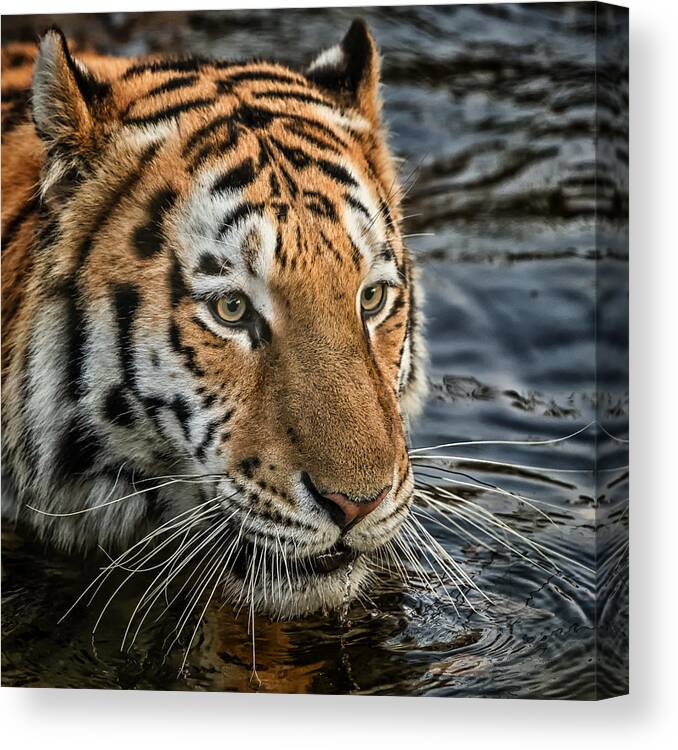 Tiger Canvas Print featuring the photograph Swimming Tiger by Chris Boulton