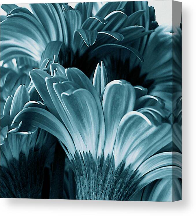 Teal Canvas Print featuring the photograph Teal Gerberas by Tony Grider