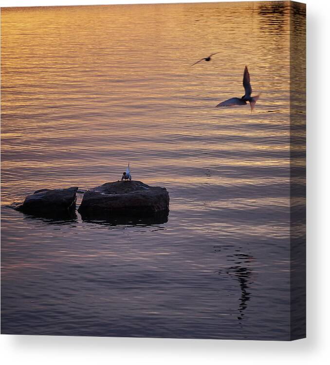 Finland Canvas Print featuring the photograph Terns fishing at sunset by Jouko Lehto