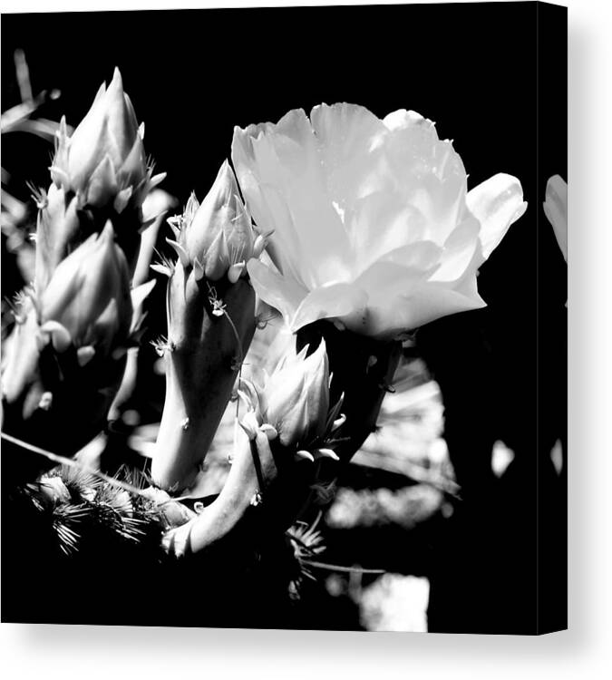 Cactus Flower Photo Canvas Print featuring the photograph Texas Rose III by James Granberry