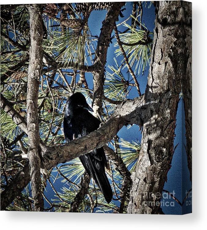Nature Canvas Print featuring the photograph That Crow In The Backyard by Skip Willits