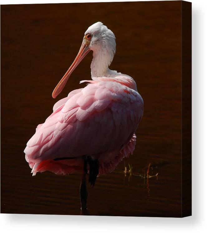 Spoonbill Canvas Print featuring the photograph The Ballerina by Jim Bennight