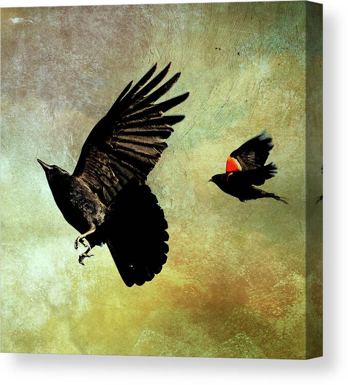 Crow Canvas Print featuring the photograph The Crow and the Blackbird by Peggy Collins