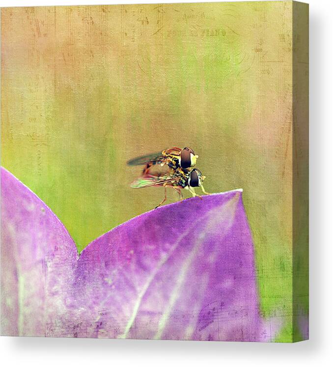 Cindi Ressler Canvas Print featuring the photograph The Dance of the Hoverfly by Cindi Ressler