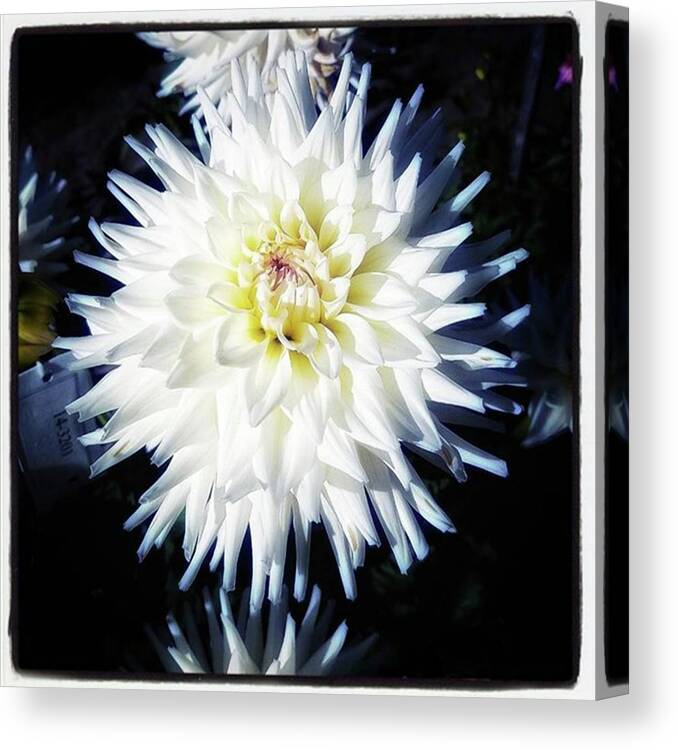 Thedailyflower Canvas Print featuring the photograph The Devoted Dahlia. The White Dahlia by Mr Photojimsf