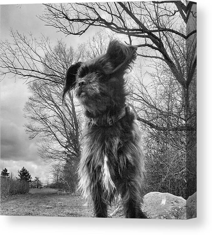 Rescuedogsofinstagram Canvas Print featuring the photograph The Dog, The Myth, The Legend.
apollo by Douglas Carey