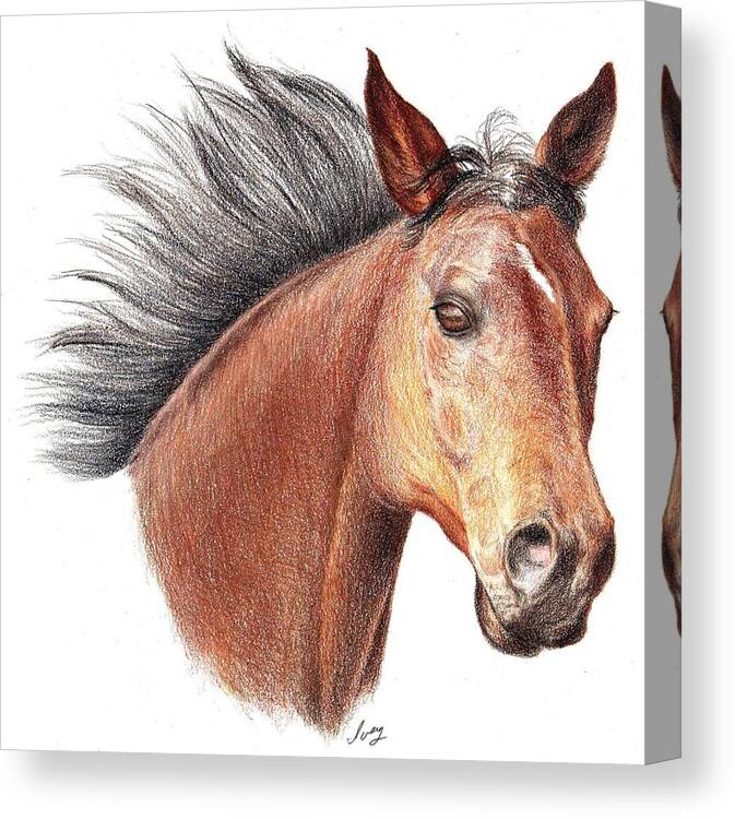 Portraits Canvas Print featuring the drawing The Horse by Mike Ivey