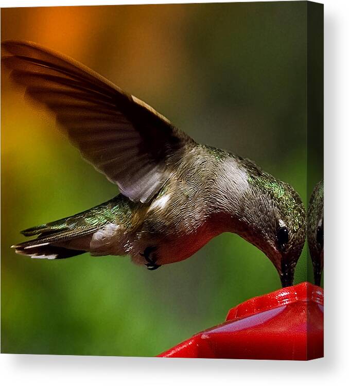 Green Backed Canvas Print featuring the photograph The Hummer by David Patterson